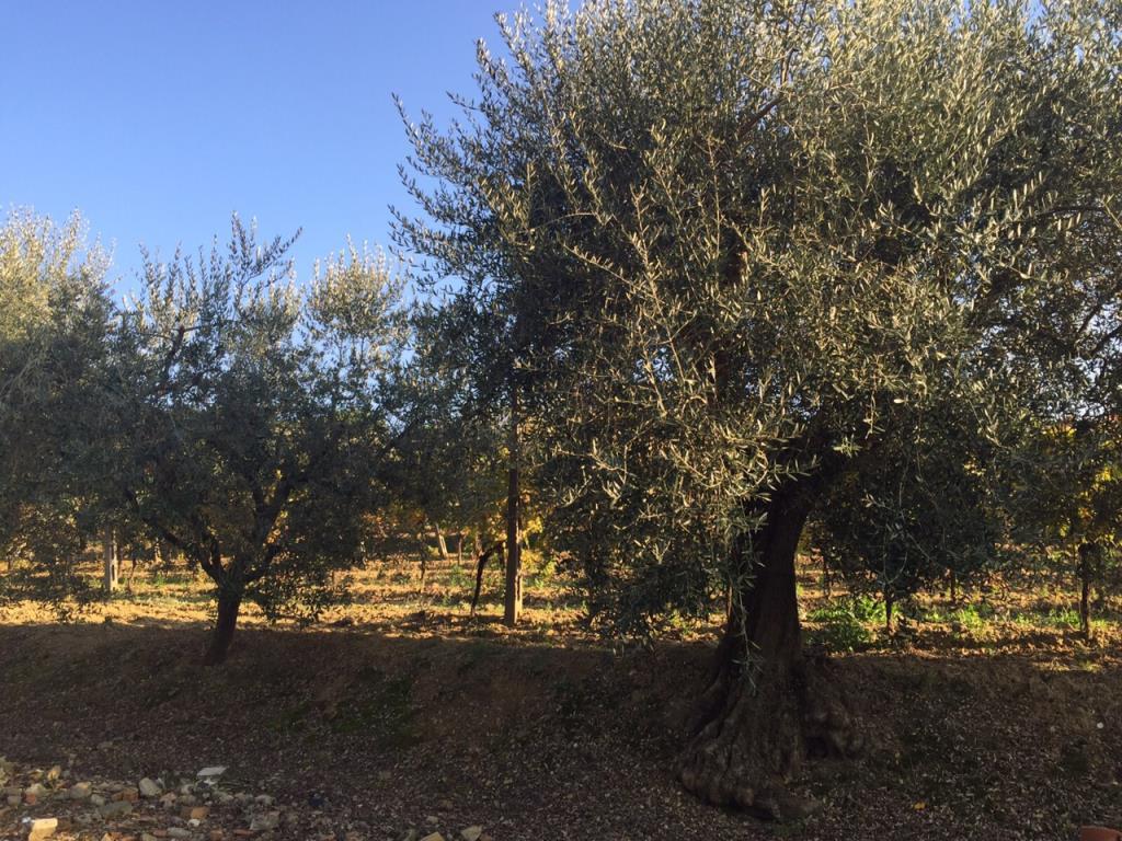 immagine annuncio 3 di 7