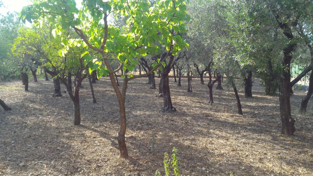 immagine annuncio 5 di 7