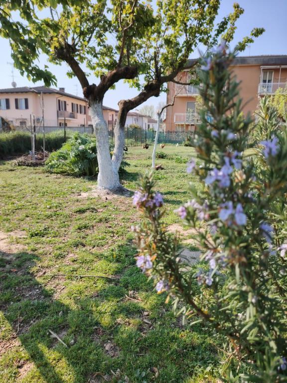 immagine annuncio 6 di 7