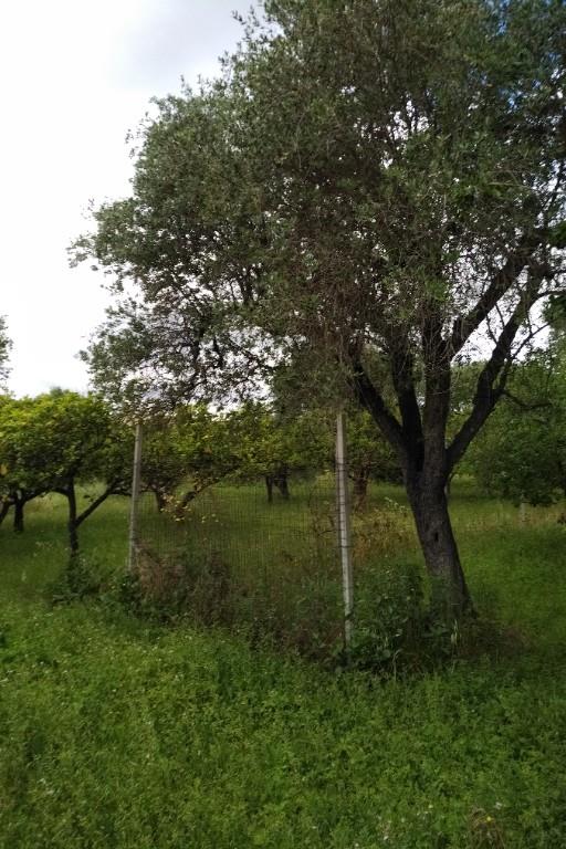 immagine annuncio 4 di 7