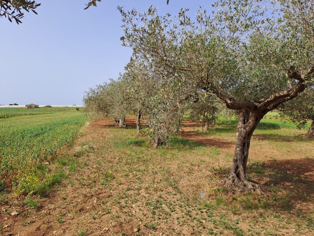 immagine annuncio 6 di 7