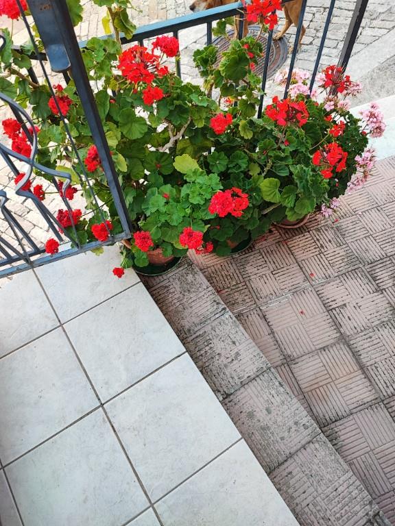 immagine annuncio 2 di 7