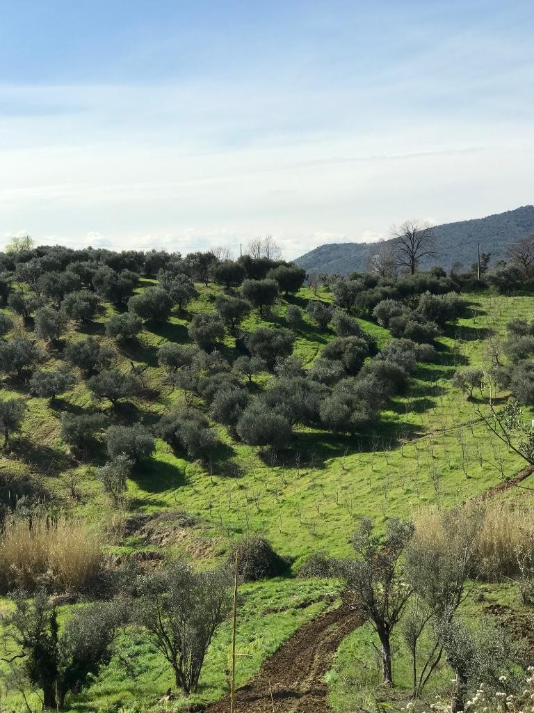 immagine annuncio 4 di 7