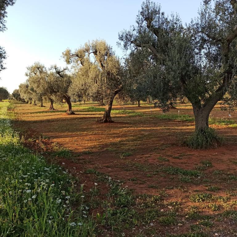 immagine annuncio 2 di 7