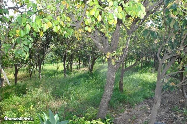 immagine annuncio 5 di 7