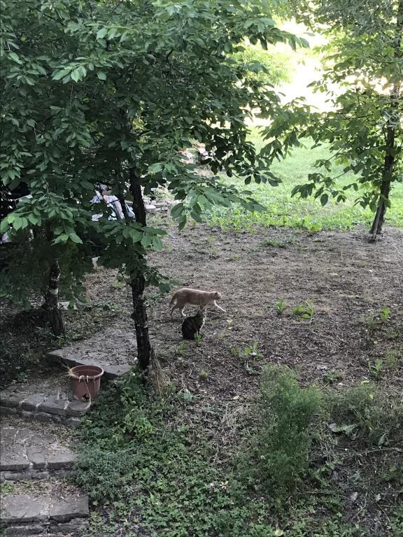 immagine annuncio 6 di 7