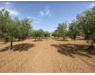 Foto - Terreno Agricolo/Coltura in Vendita a Mazara del Vallo (Trapani)