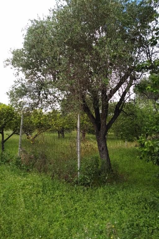 immagine annuncio 5 di 7