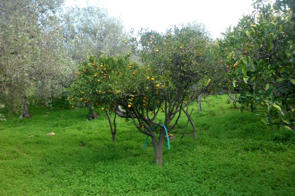 immagine annuncio 4 di 7