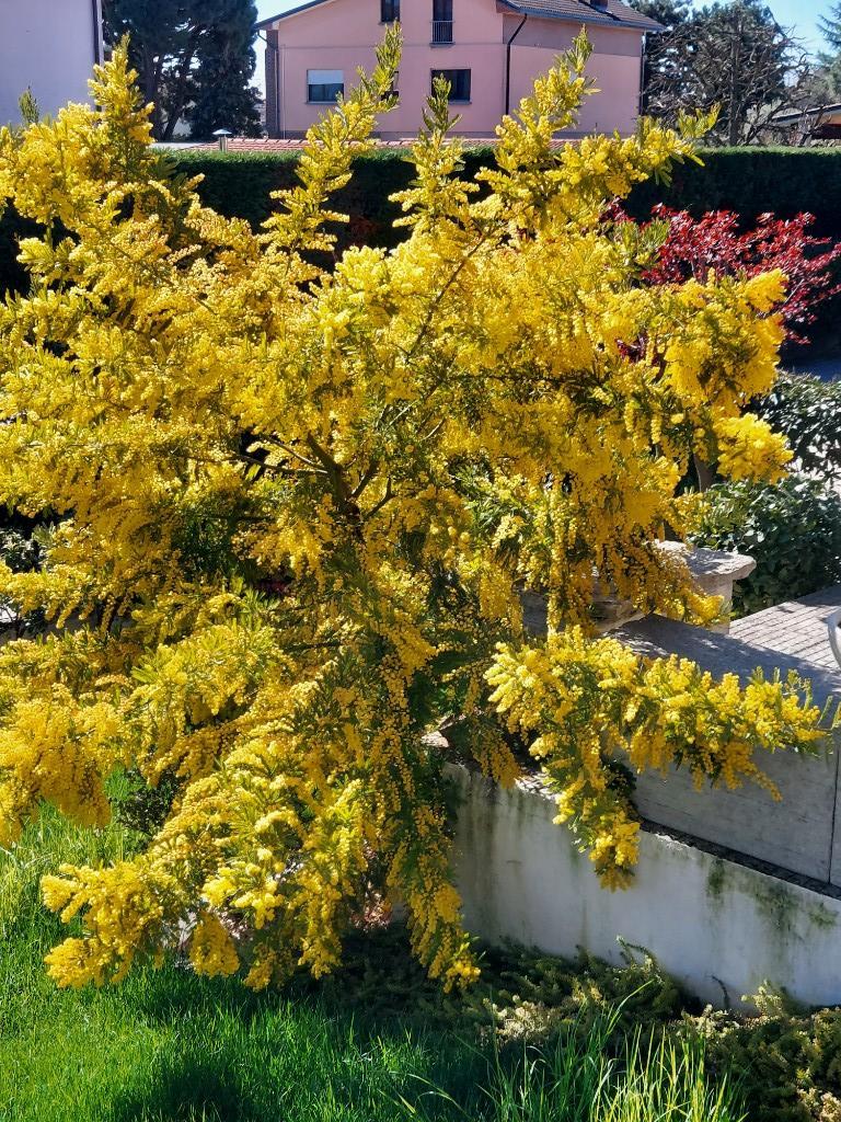 immagine annuncio 2 di 3