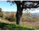 Foto - Terreno Edificabile Residenziale in Vendita a Oratino (Campobasso)