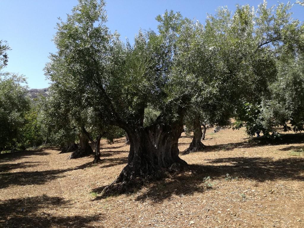 immagine annuncio 4 di 7
