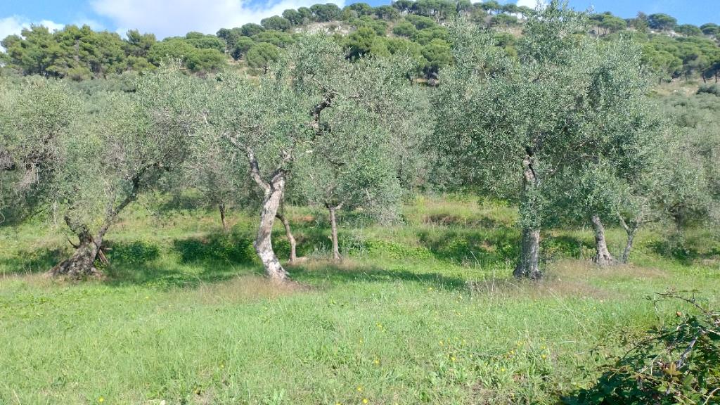 immagine annuncio 1 di 4