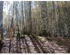 Foto - Terreno Agricolo/Coltura in Vendita a Guardia Lombardi (Avellino)