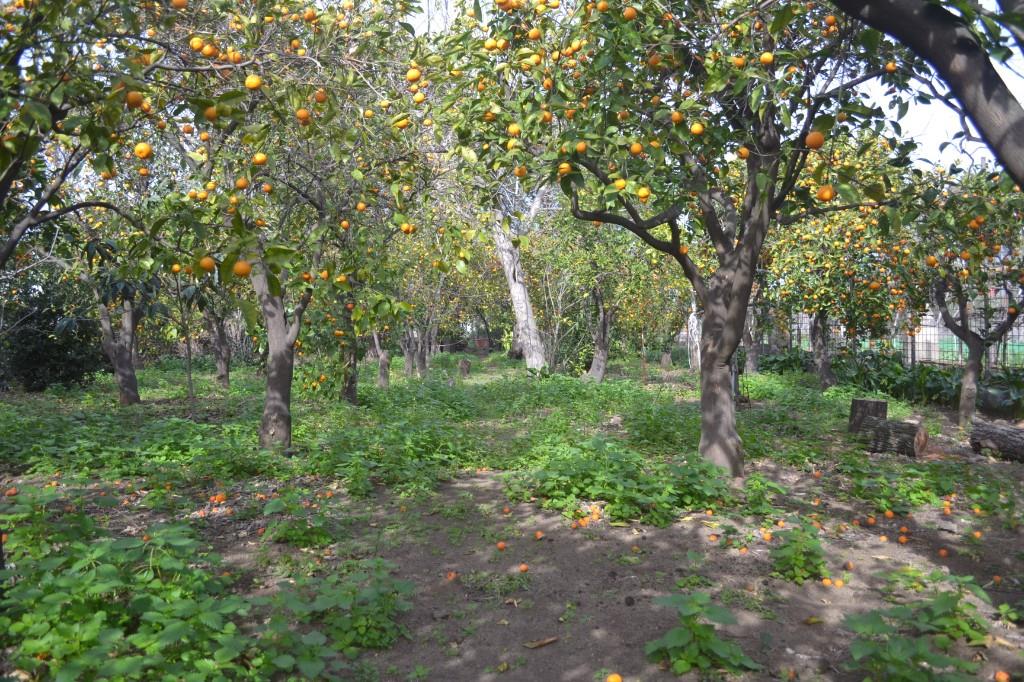 immagine annuncio 4 di 7