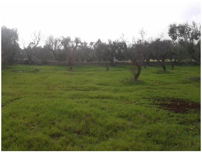 Anteprima foto 4 - Nuove Costruzioni Vendita diretta da Costruttore a Ostuni (Brindisi)