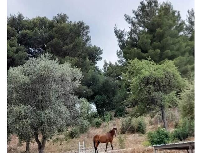 Anteprima foto 2 - Offerte Vacanze Agriturismo a Vieste (Foggia)