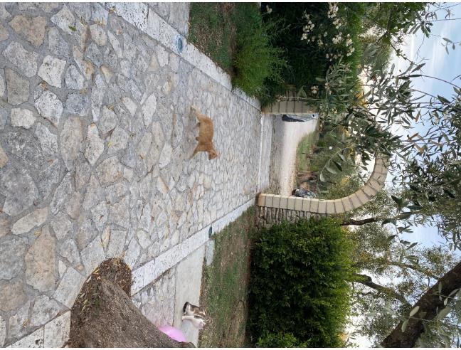 Anteprima foto 3 - Offerte Vacanze Agriturismo a Vieste (Foggia)