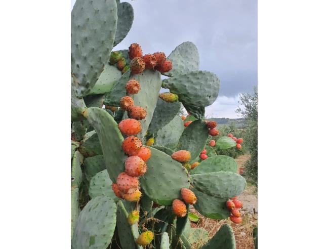 Anteprima foto 5 - Offerte Vacanze Agriturismo a Vieste (Foggia)