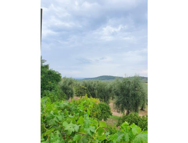 Anteprima foto 8 - Offerte Vacanze Agriturismo a Vieste (Foggia)