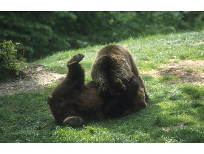 Anteprima foto 3 - Offerte Vacanze Residence a Pinzolo - Madonna Di Campiglio