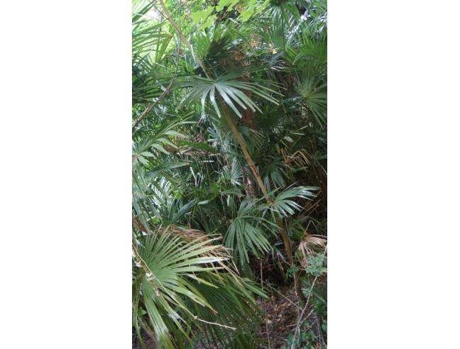 Anteprima foto 4 - Palazzo/Stabile in Vendita a Orero - Isolona