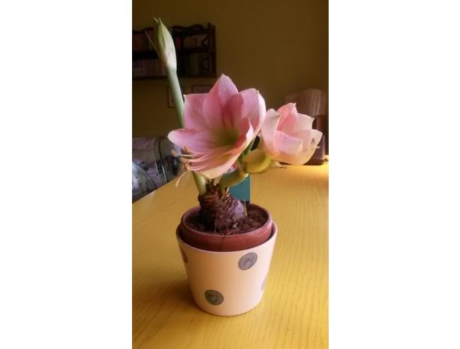 Anteprima foto 8 - Porzione di casa in Affitto a San Donato Milanese (Milano)