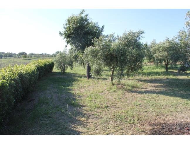 Anteprima foto 5 - Porzione di casa in Vendita a Magliano in Toscana (Grosseto)