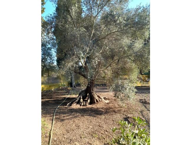 Anteprima foto 4 - Rustico/Casale in Affitto a Sassari (Sassari)