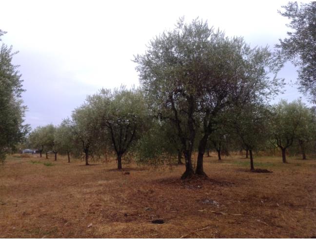 Anteprima foto 6 - Rustico/Casale in Vendita a Altopascio - Marginone