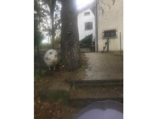 Anteprima foto 3 - Rustico/Casale in Vendita a Baiso - Castelvecchio
