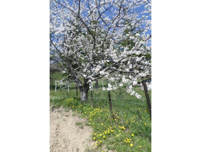 Anteprima foto 4 - Rustico/Casale in Vendita a Borgo Val di Taro - Poggio San Pietro