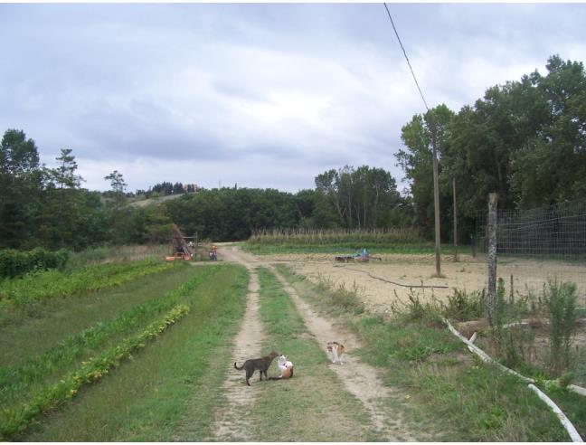 Anteprima foto 8 - Rustico/Casale in Vendita a Castel di Lama - Piattoni