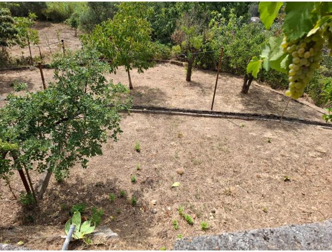 Anteprima foto 2 - Rustico/Casale in Vendita a Castrovillari - Vigne