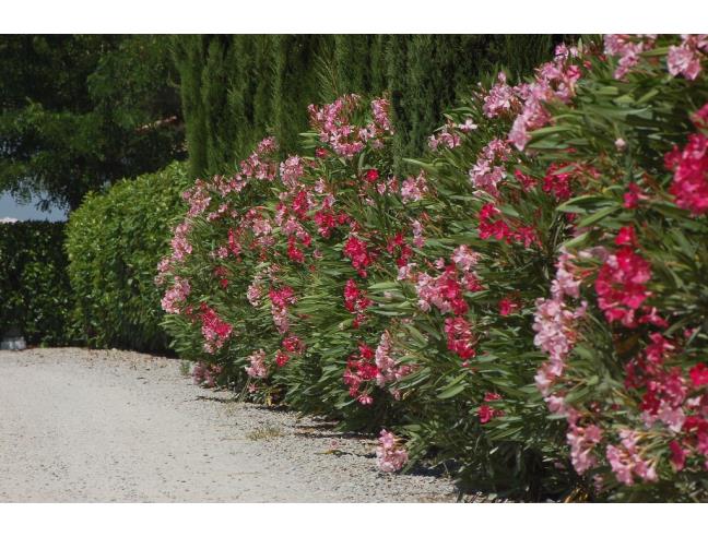 Anteprima foto 3 - Rustico/Casale in Vendita a Cortona - Fratta Santa Caterina