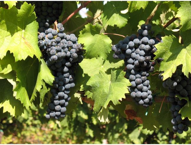 Anteprima foto 3 - Rustico/Casale in Vendita a Milano - Stazione Centrale