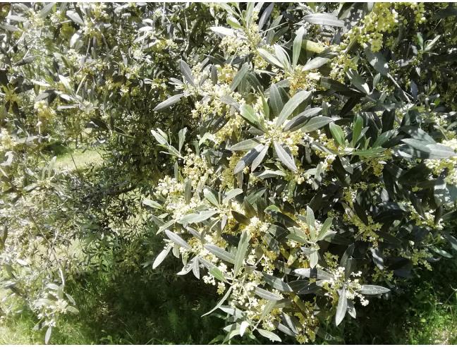 Anteprima foto 8 - Rustico/Casale in Vendita a Roccastrada (Grosseto)