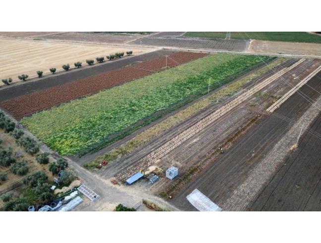 Anteprima foto 3 - Rustico/Casale in Vendita a San Martino in Pensilis (Campobasso)