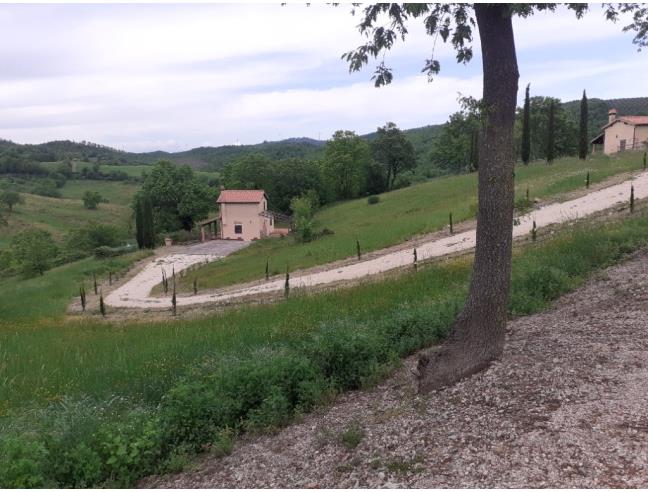 Anteprima foto 4 - Rustico/Casale in Vendita a Scansano - Poggioferro