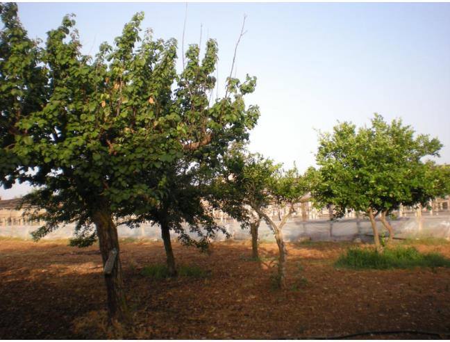 Anteprima foto 3 - Rustico/Casale in Vendita a Scicli - Sampieri