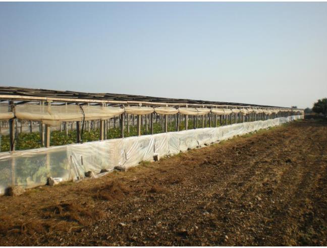 Anteprima foto 4 - Rustico/Casale in Vendita a Scicli - Sampieri