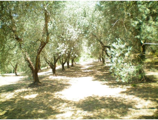 Anteprima foto 4 - Rustico/Casale in Vendita a Vinci (Firenze)