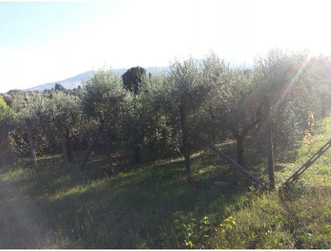 Anteprima foto 8 - Rustico/Casale in Vendita a Zagarolo - Pallavicina