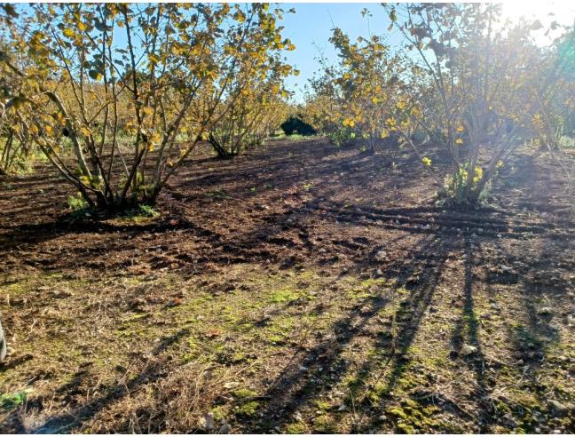 Anteprima foto 1 - Terreno Agricolo/Coltura in Affitto a Giffoni Sei Casali (Salerno)