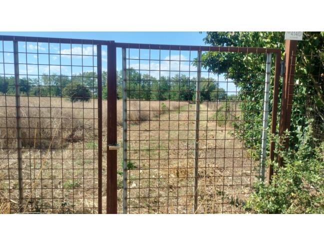 Anteprima foto 4 - Terreno Agricolo/Coltura in Affitto a Giugliano in Campania (Napoli)