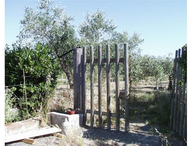 Anteprima foto 1 - Terreno Agricolo/Coltura in Affitto a Grosseto (Grosseto)