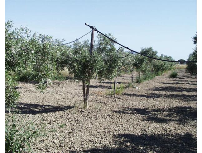 Anteprima foto 2 - Terreno Agricolo/Coltura in Affitto a Grosseto (Grosseto)