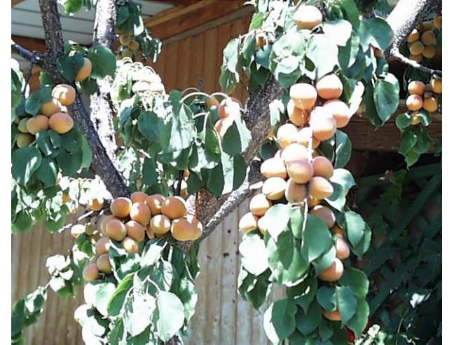 Anteprima foto 3 - Terreno Agricolo/Coltura in Affitto a Grosseto (Grosseto)