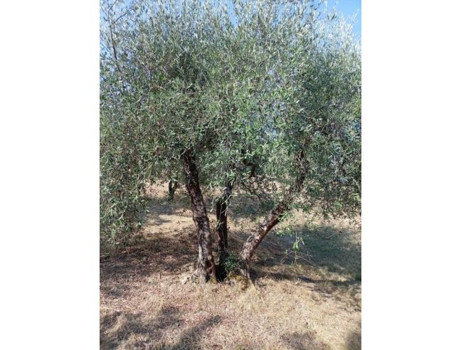 Anteprima foto 1 - Terreno Agricolo/Coltura in Affitto a Lastra a Signa - Ginestra Fiorentina