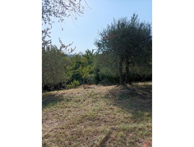 Anteprima foto 2 - Terreno Agricolo/Coltura in Affitto a Lastra a Signa - Ginestra Fiorentina